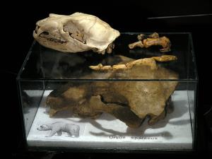 Kosti jamskega medveda Foto Gašper Modic (2)